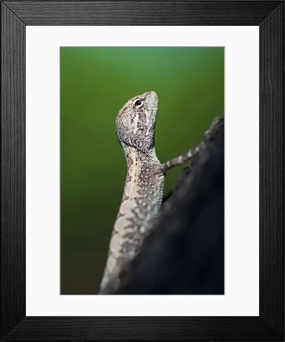 Framed Print : Small lizard