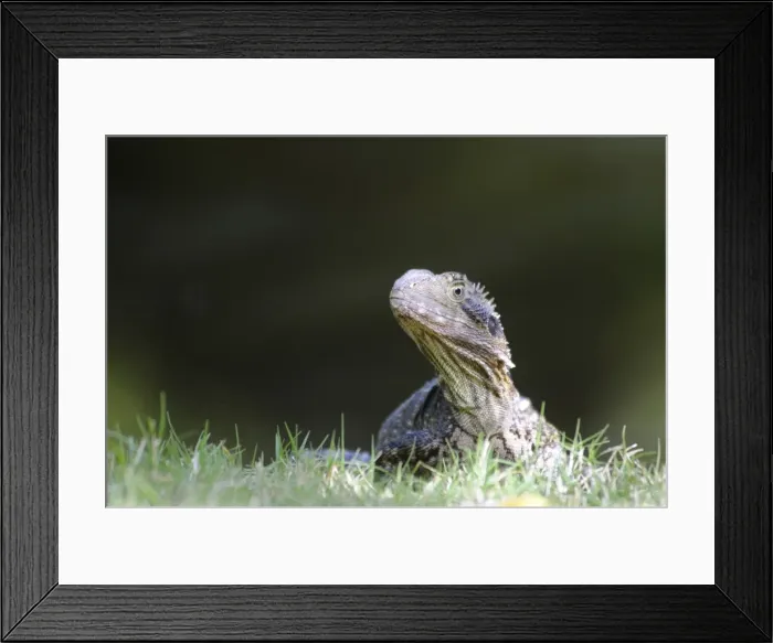 Framed Print : Australian water dragon (Physignathus lesueurii), Australia