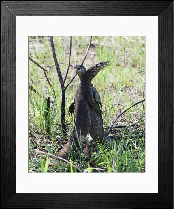 Framed Print : Varanid fight Framed Print : Varanid fight