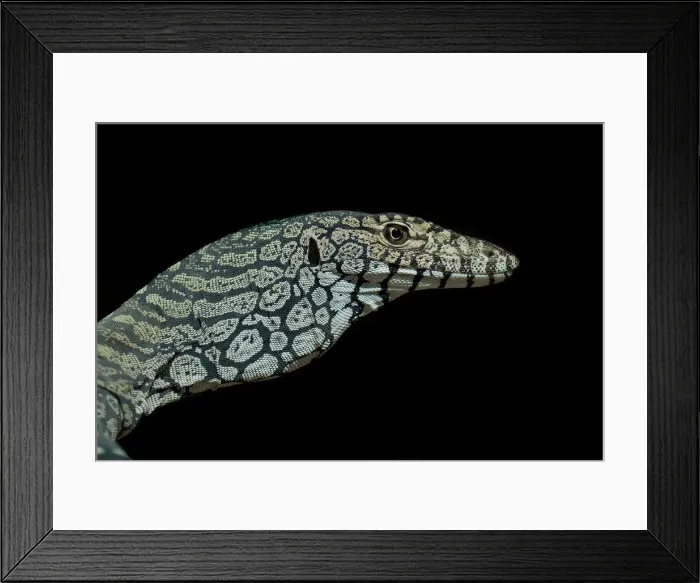 Framed Print : Largest species of lizard
