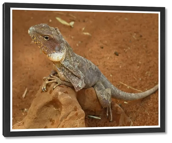 Frill-necked - Frilly Lizard or Frilled Dragon (Chlamydosaurus kingii), Alice Springs, Northern Territory, Australia