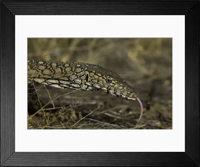 Framed Print : Perentie monitor lizard