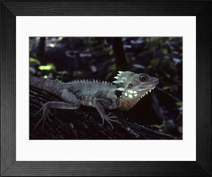 Framed Print : Dragon, Boyos Rainforest, western Queensland, Australia