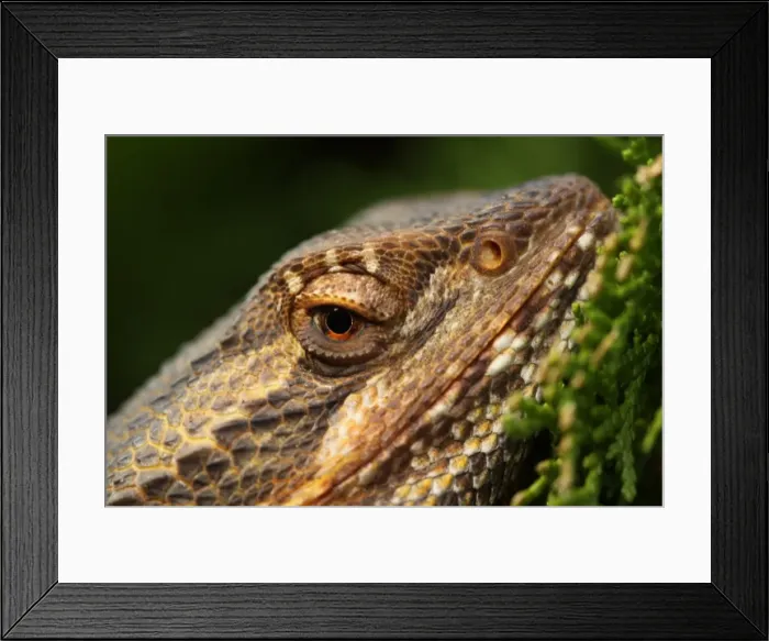 Framed Print : Eye of dragon