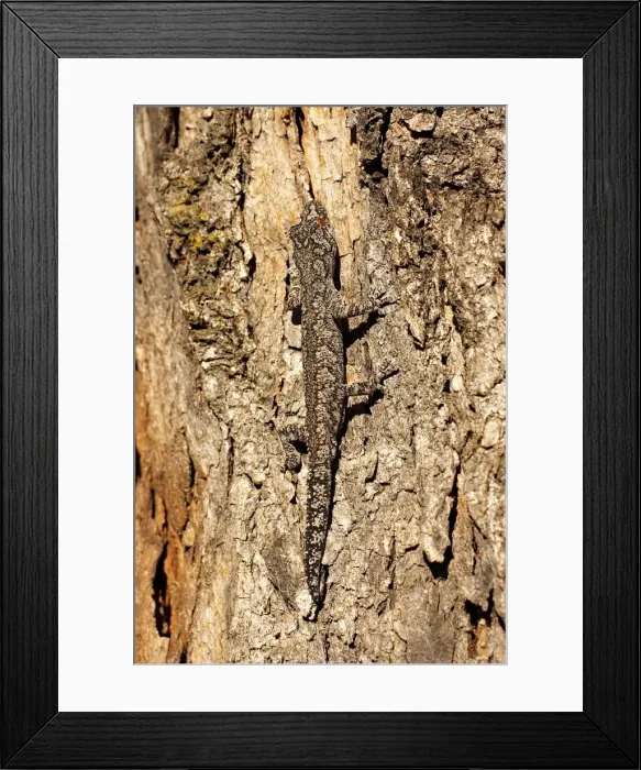 Framed Print : strophurus intermedius