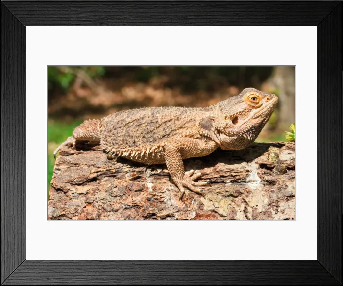 Framed Print : Bearded Dragon