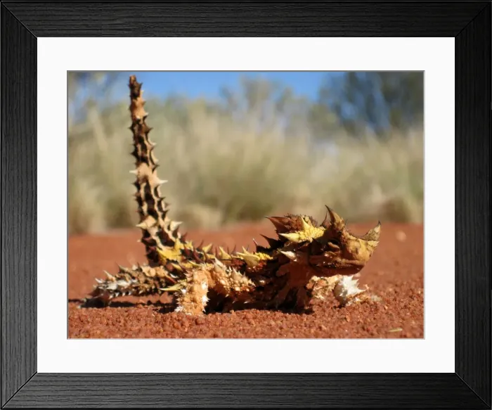 Framed Print : Thorny devil Framed Print : Thorny devil