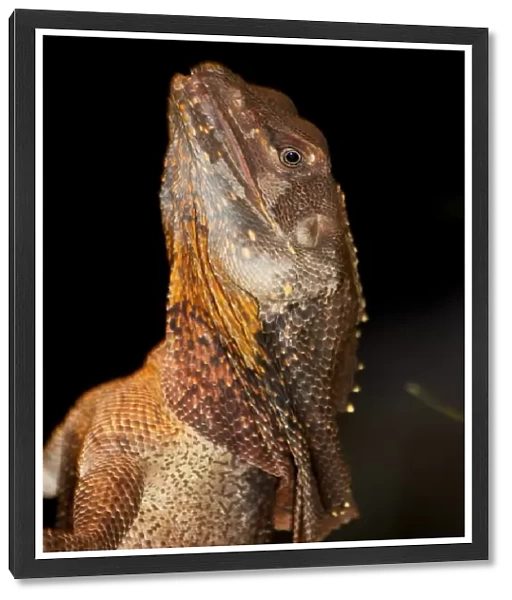Frill-necked lizard (Chlamydosaurus kingii)