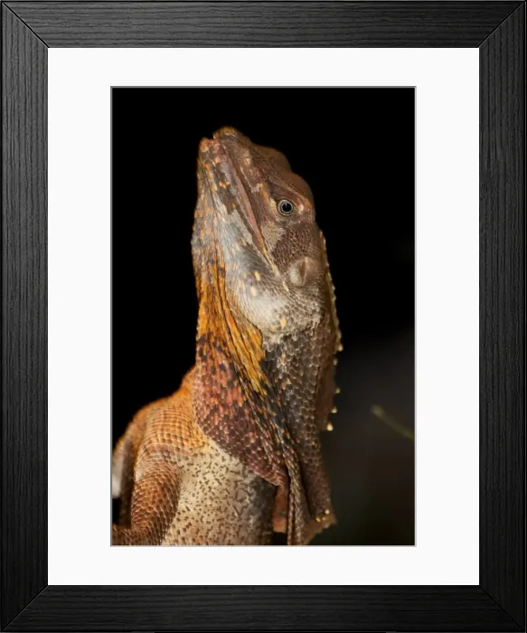 Framed Print : Frill-necked lizard (Chlamydosaurus kingii) Framed Print : Frill-necked lizard (Chlamydosaurus kingii)