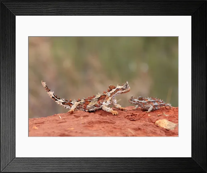 Framed Print : Thorny Devil Framed Print : Thorny Devil