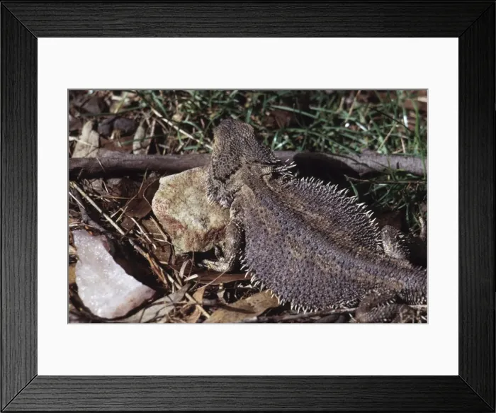 Framed Print : Bearded lizard