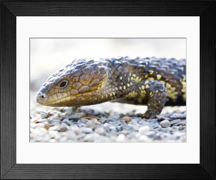 Framed Print : Shingleback Skink (Tiliqua rugosus) Framed Print : Shingleback Skink (Tiliqua rugosus)