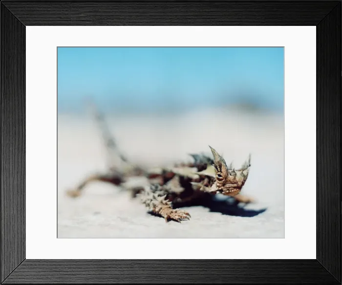 Framed Print : Close-up of a thorny devil lizard, moloch horridus, in Australia Framed Print : Close-up of a thorny devil lizard, moloch horridus, in Australia