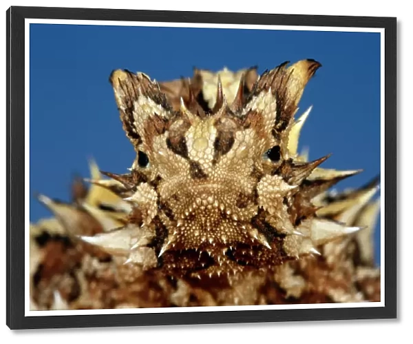Thorny devil (Moloch horridus), close-up