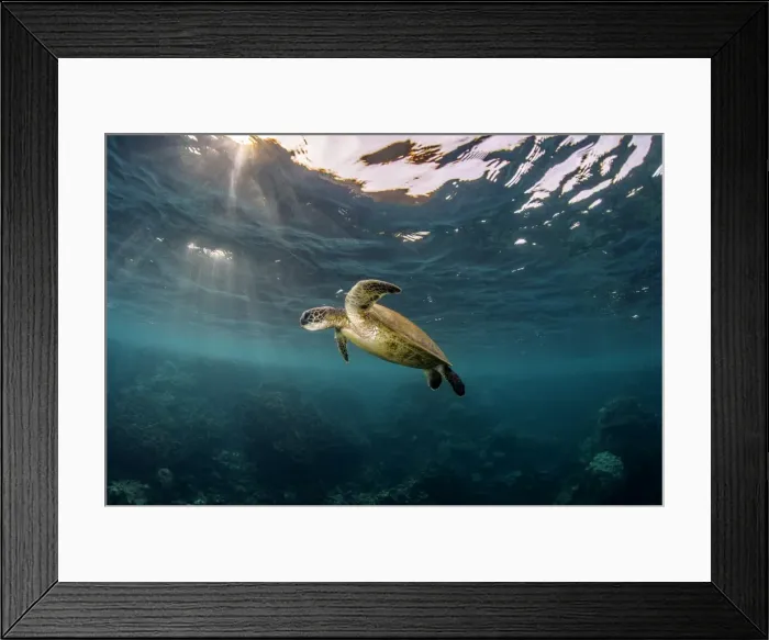 Framed Print : Sunray turtle