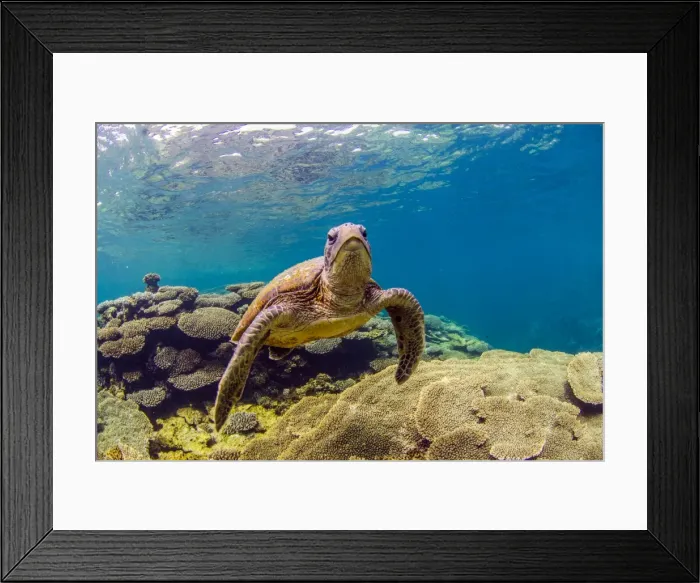 Framed Print : Plate coral and turlte