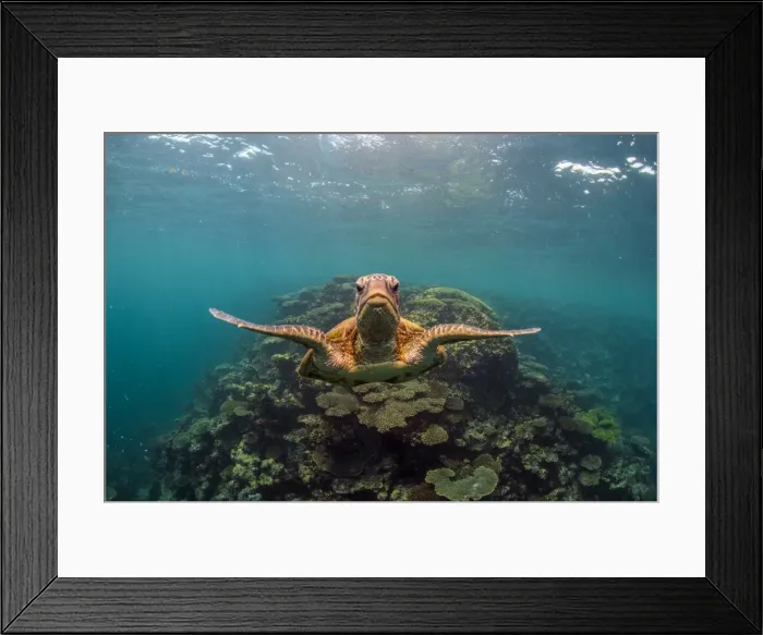 Framed Print : head on turtle wings out Framed Print : head on turtle wings out