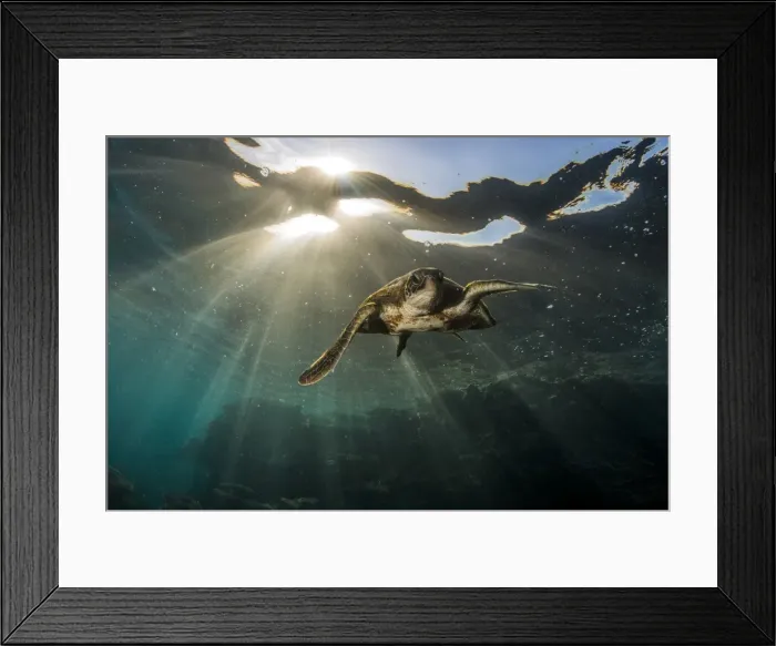 Framed Print : Swim away turtle