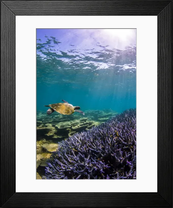 Framed Print : turtle and purple staghorn coral Framed Print : turtle and purple staghorn coral