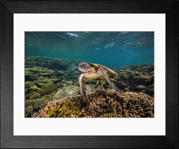 Framed Print : Turtle Time