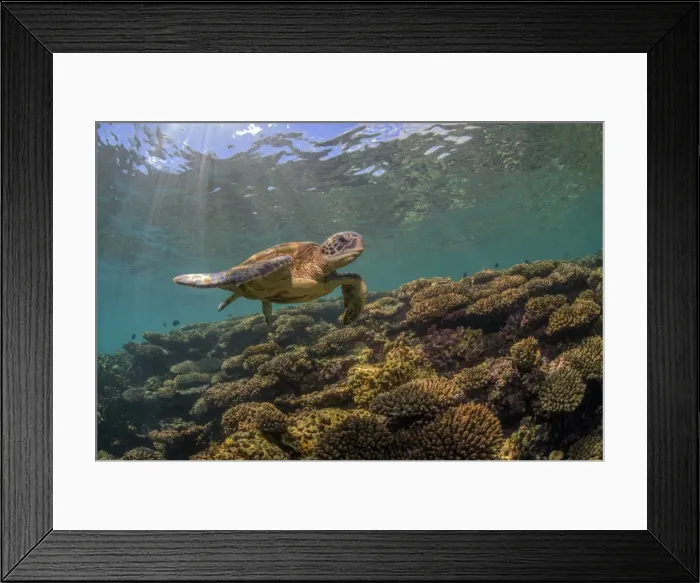 Framed Print : nice reef turtle Framed Print : nice reef turtle