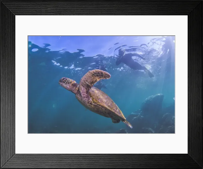 Framed Print : turtle and silhouette of snorkler