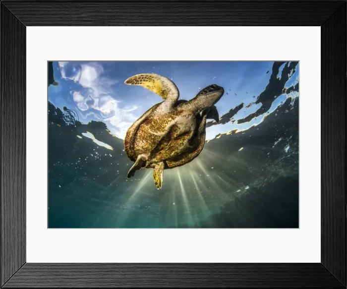 Framed Print : Skinny turtle