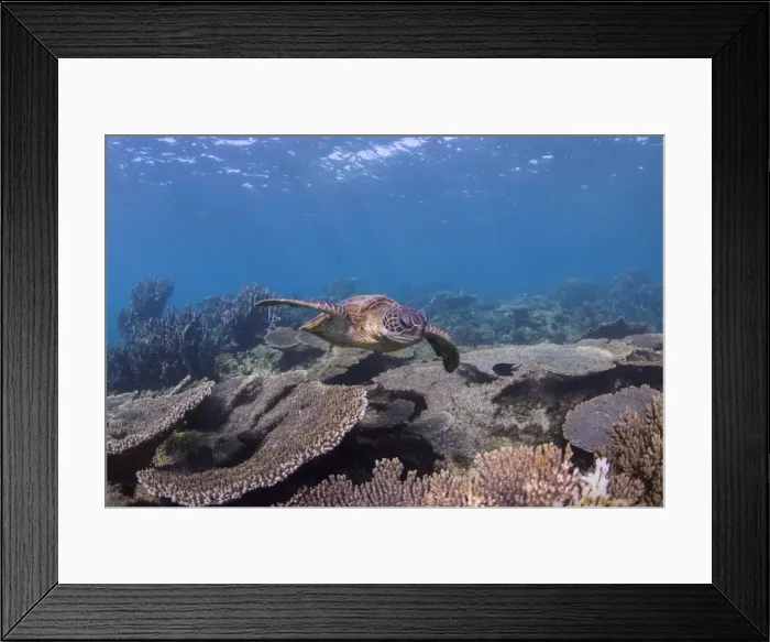 Framed Print : Blue Turtle Framed Print : Blue Turtle