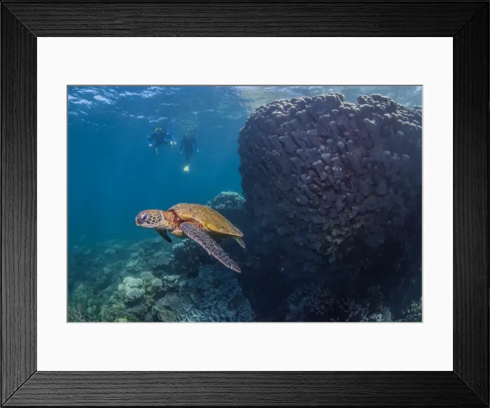 Framed Print : Turtle with two snorklers silhouetted in background Framed Print : Turtle with two snorklers silhouetted in background