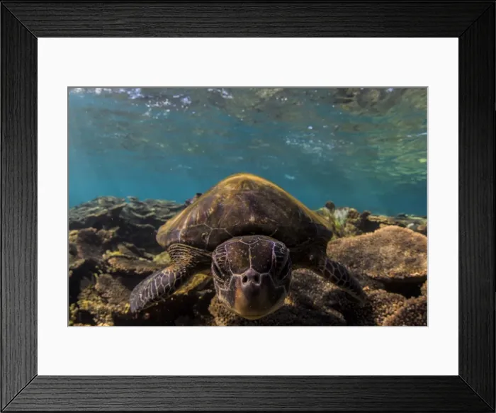 Framed Print : nosie turtle