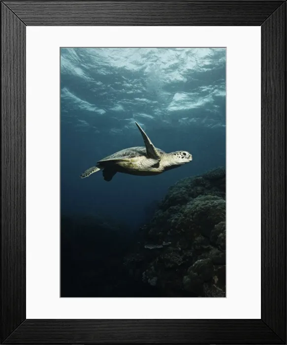 Framed Print : Turtle in Norman Reef, Queensland, Australia Framed Print : Turtle in Norman Reef, Queensland, Australia