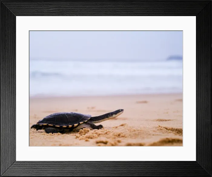 Framed Print : Pet turtle running along sand by sea Framed Print : Pet turtle running along sand by sea