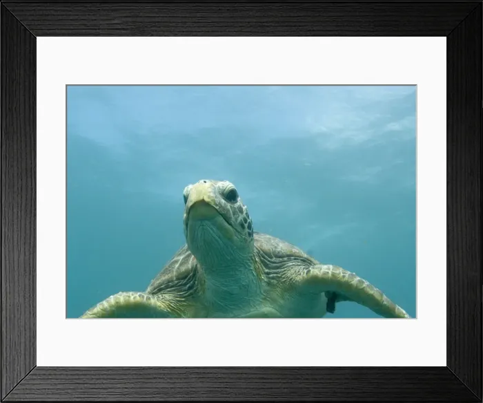 Framed Print : Green Turtle Framed Print : Green Turtle