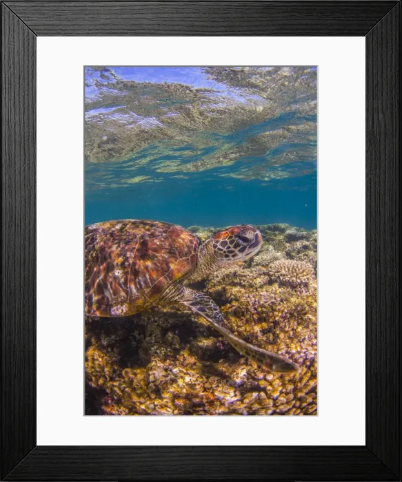 Framed Print : turtle close up on coral