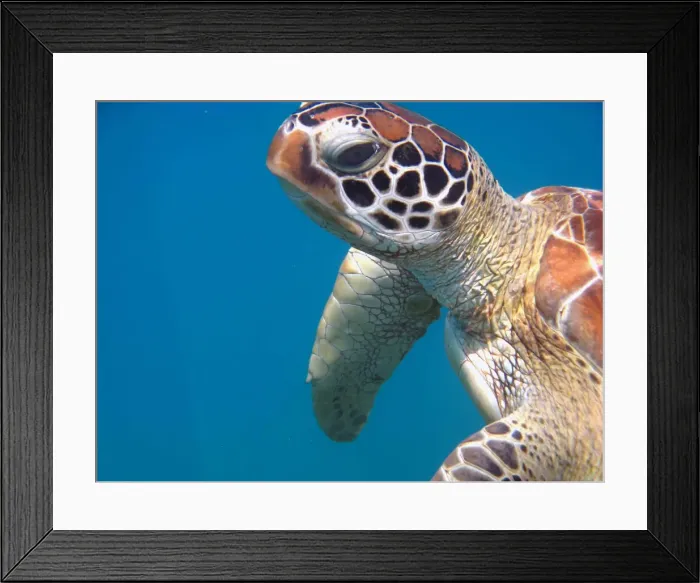Framed Print : Great Barrier Reef Framed Print : Great Barrier Reef