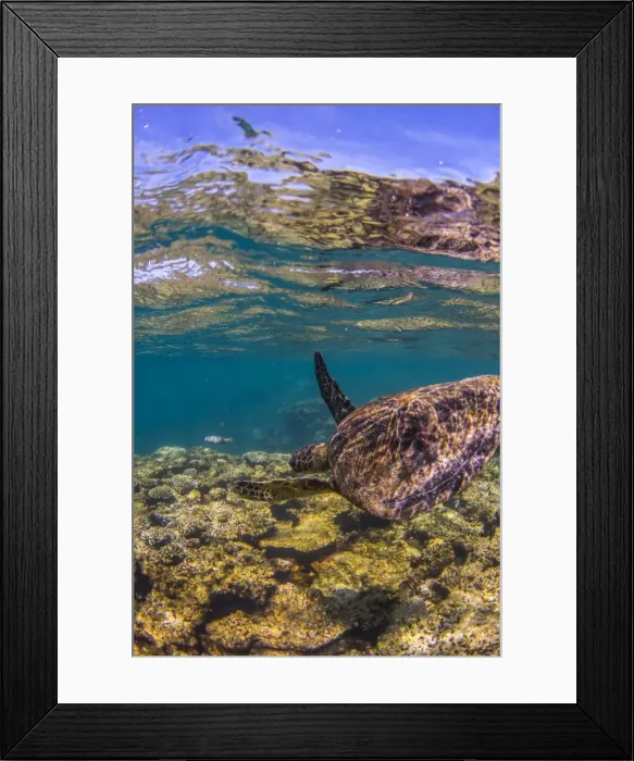 Framed Print : turtle swimming away