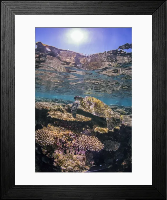 Framed Print : Turtle with sunburst
