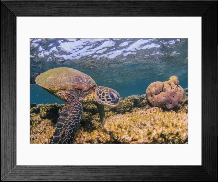 Framed Print : Turtle on coral reef Framed Print : Turtle on coral reef