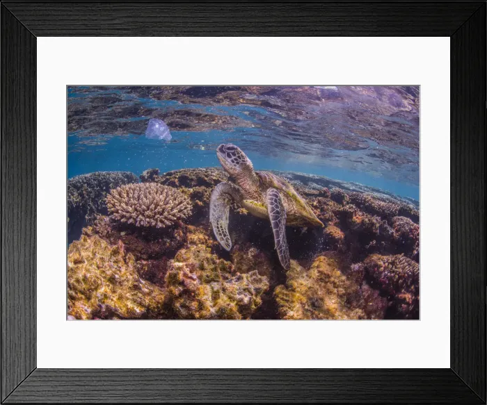 Framed Print : Turtle looking to eat jelly fish