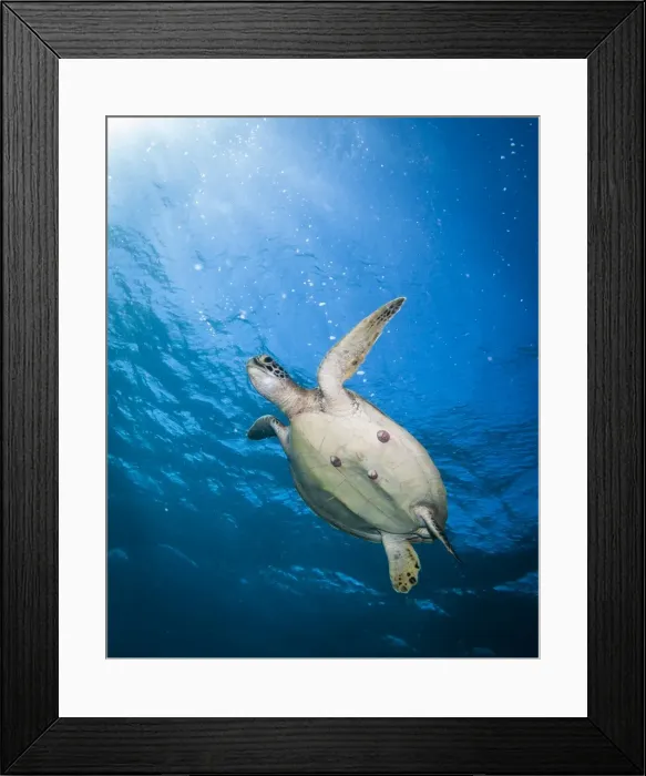 Framed Print : Green Sea Turtle Framed Print : Green Sea Turtle
