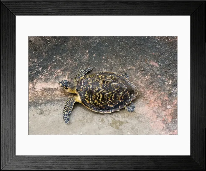 Framed Print : Juvenile hawksbill sea turtle