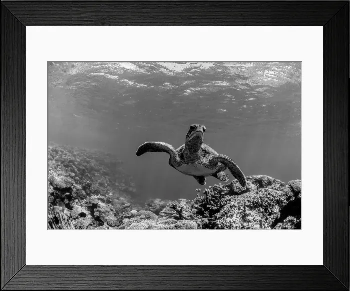 Framed Print : turtle grey scale Framed Print : turtle grey scale
