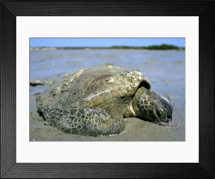 Framed Print : Stranded turtle