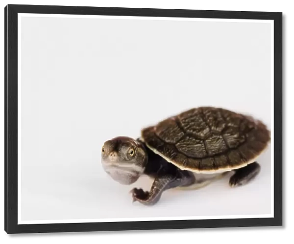 Pet baby turtle, studio shot