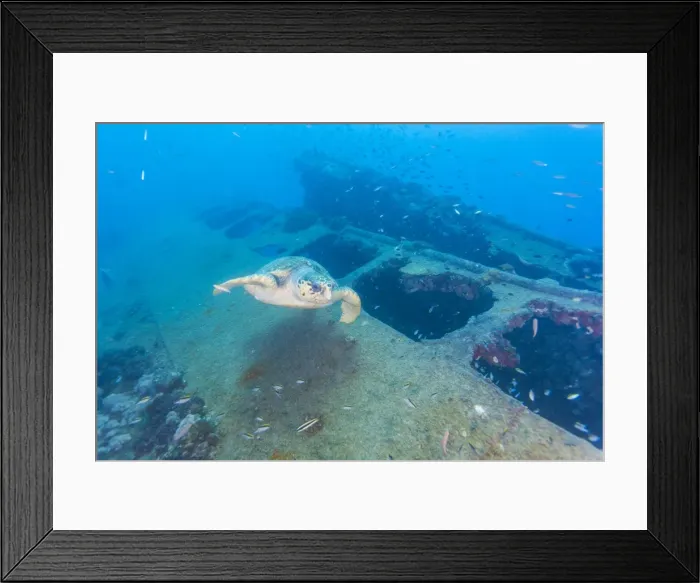 Framed Print : Sea turtle and wreck Framed Print : Sea turtle and wreck