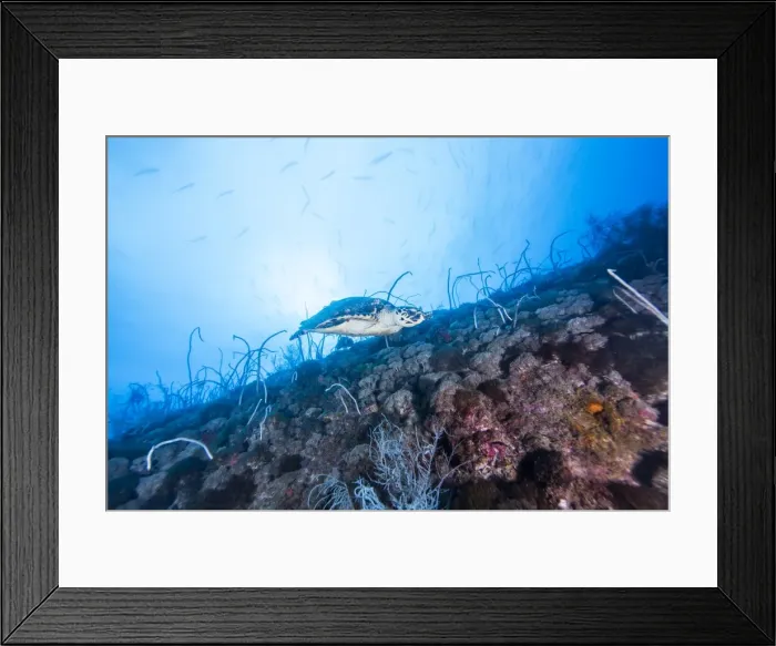 Framed Print : sea turtle and wreck, Townsville, Australia, 2014