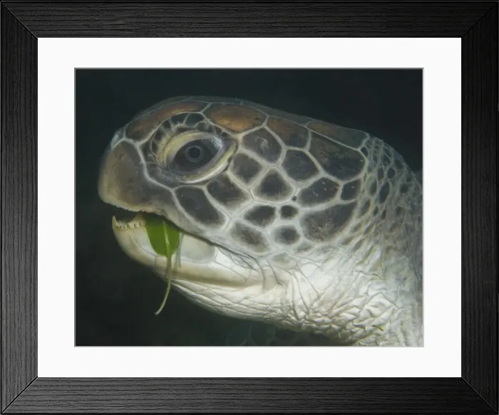 Framed Print : Hungry turtle