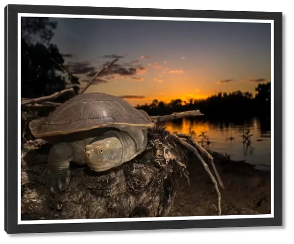 Cooper Creek Turtle, Longreach QLD