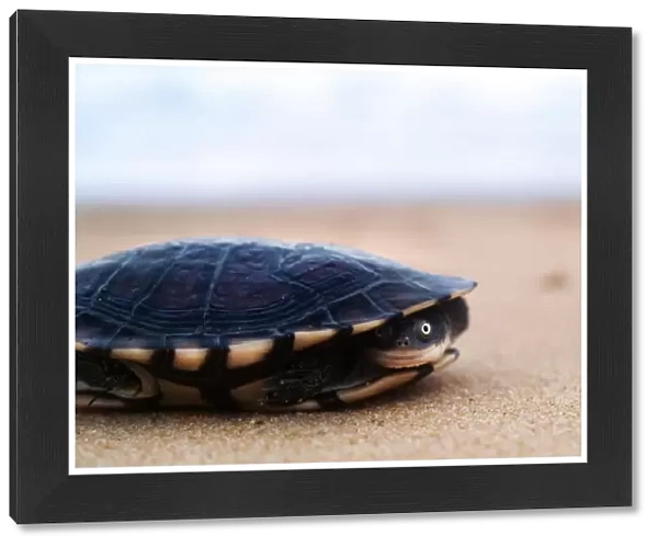 Pet turtle on beach