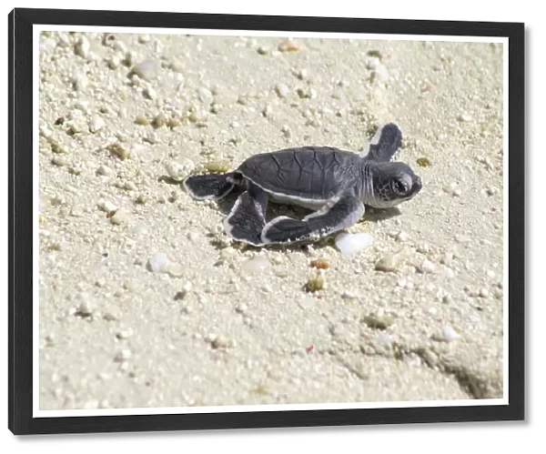 Small sea turtle on beach